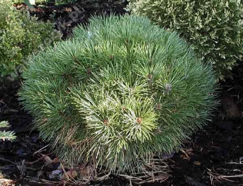 Pinus nigra 'Bambino' Pa